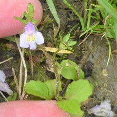 Mazus pumilus