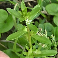 Veronica peregrina