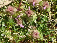Lamium purpureum