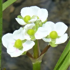 Sagittaria