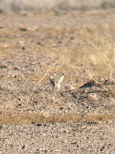 Kit Fox observed by jderby125