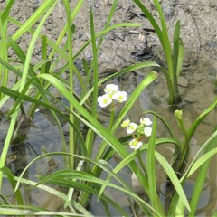 Sagittaria