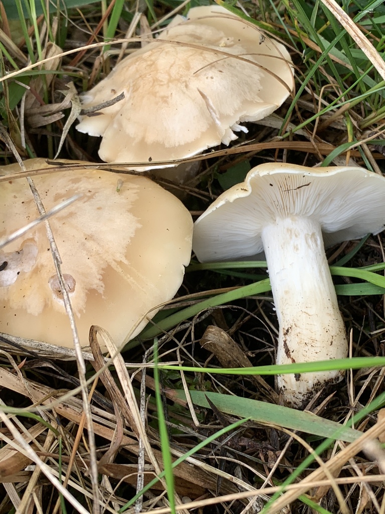 Calocybe gambosa · May 2026 · photo: © manuela9012 (iNaturalist, cc-by)