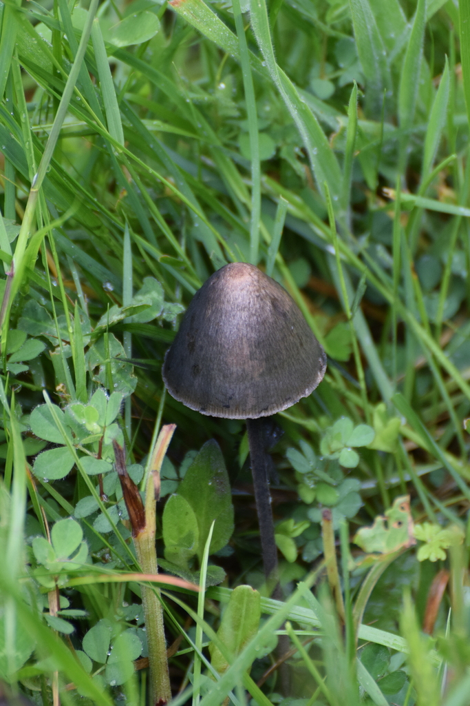 Panaeolus acuminatus · May 2026 · photo: © jose_castro (iNaturalist, CC)