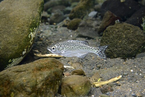 Kuhlia marginata