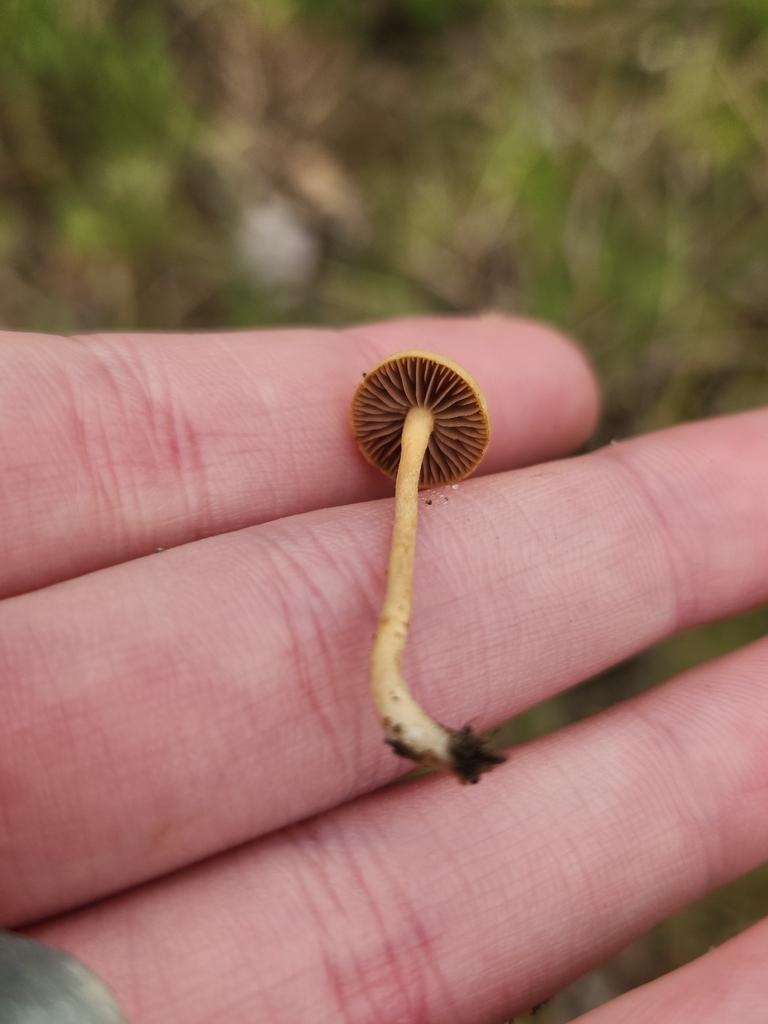 Common Fieldcap · May 2026 · photo: Photo: (c) Alex Reitan, some rights reserved (CC BY) · iNaturalist