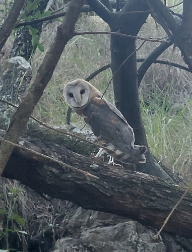 Western Barn Owl observed by grantegen