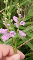 Physostegia intermedia
