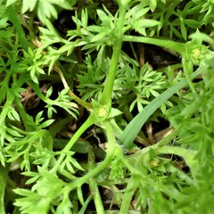 Soliva sessilis