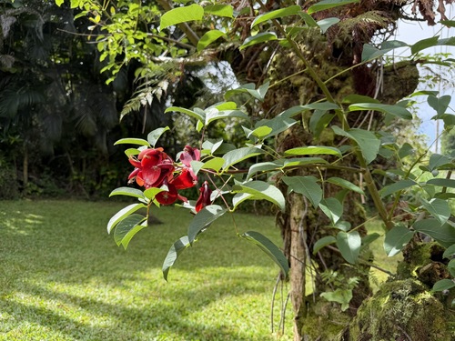 Erythrina crista-galli, 2026-04-25