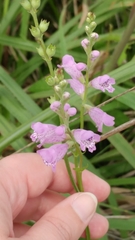 Physostegia intermedia