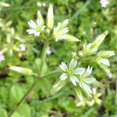 Cerastium glomeratum
