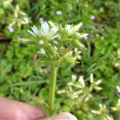 Cerastium glomeratum