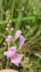 Physostegia intermedia