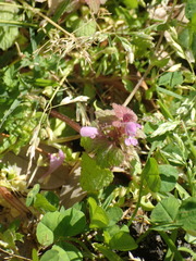 Lamium purpureum