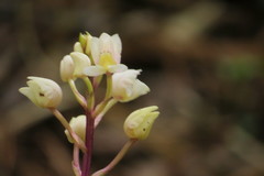 Govenia liliacea