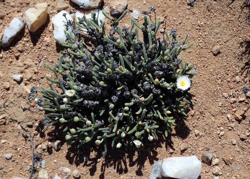 Monilaria moniliformis
