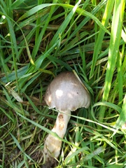 Volvopluteus gloiocephalus