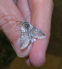 Furcula occidentalis