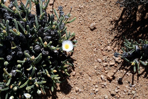 Monilaria moniliformis