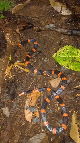 Panamenian Coral Snake, Micrurus stewarti