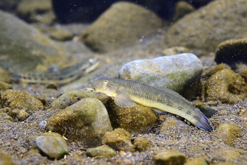 Sicyopterus lagocephalus