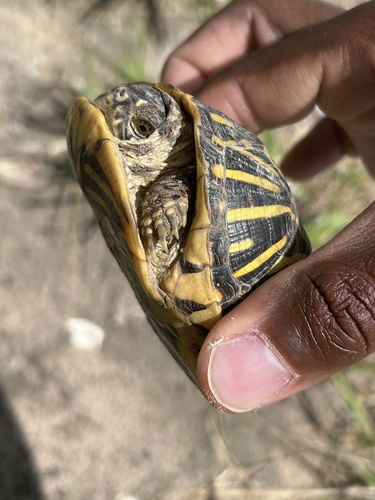 Ornate Box Turtle observed by gsherman15