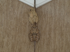 Scinax acuminatus