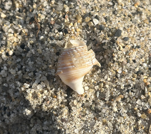 Caesia perpinguis