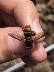 Teuchocnemis bacuntius