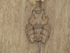 Scinax acuminatus