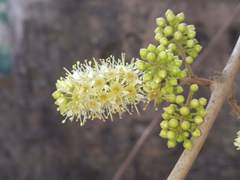 Combretum albidum