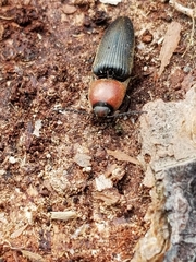 Ampedus rubricollis