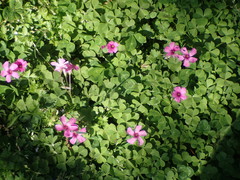 Oxalis articulata