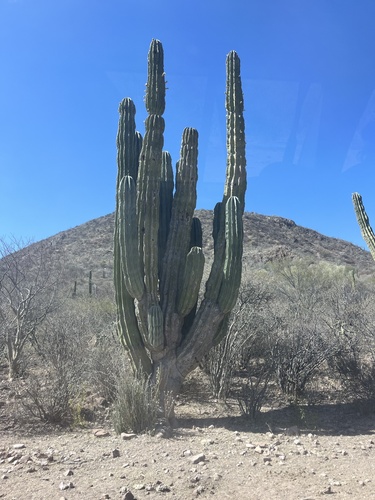 Cardon Cactus