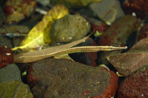 Microphis brachyurus observed 2026-05-08
