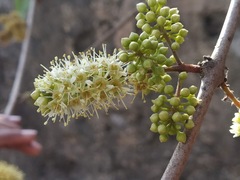 Combretum albidum
