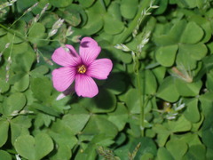 Oxalis articulata