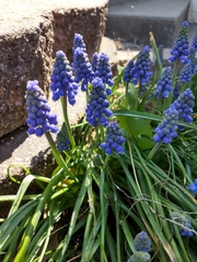 Muscari botryoides