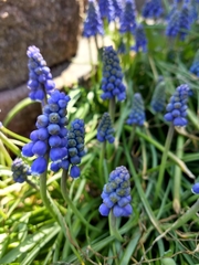 Muscari botryoides