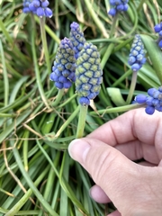 Muscari botryoides