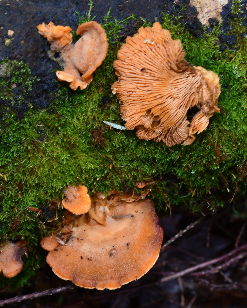 Stinking Orange Oyster · May 2026 · photo: Photo: (c) Roger Rittmaster, some rights reserved (CC BY) · iNaturalist