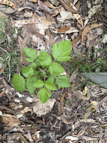Rubus hawaiensis, photograph 4