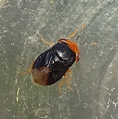 Geocoris erythrocephalus