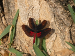 Diastatops pullata