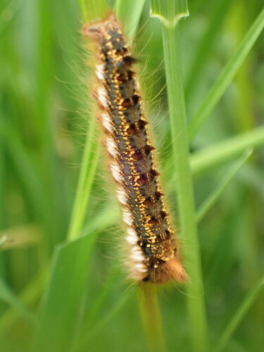 Euthrix potatoria