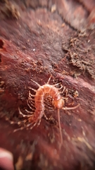 Lithobius variegatus