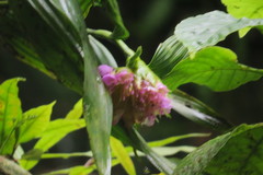 Elleanthus capitatus