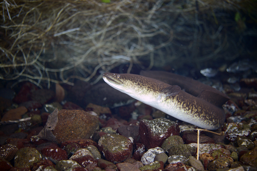 Anguilla marmorata