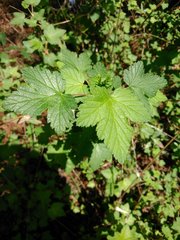 Ribes ciliatum